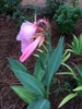 'Panache' form, Wake County, NC