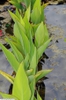 'Canna glauca'