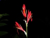 Red, narrow flowers