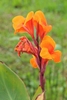 Upright shoots with large leaves and terminal orange flowers