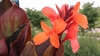 large red leaves and terminal orange flowers