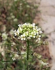 Capsella bursa-pastoris