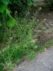 Capsella bursa-pastoris