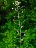 Capsella bursa-pastoris