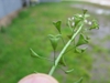 Capsella bursa-pastoris