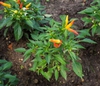 Capsicum annuum