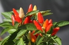 Capsicum annuum