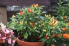 Capsicum annuum