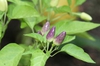 Capsicum annuum