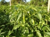 Capsicum annuum