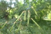 Fruit