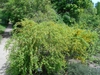 Form