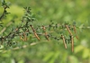 Mature pods