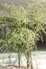 Form