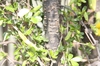 Caragana sinica