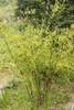 Form
