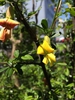 Caragana sinica