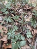 Basal foliage with toothed leaflets.