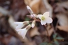 Inside view of a white bell-shaped flower