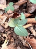 Lobed stem leaves