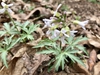 Cardamine concatenata