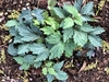 Cardamine diphylla