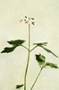 Cardamine diphylla