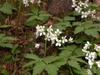 Cardamine diphylla