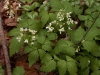 Cardamine diphylla