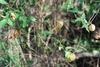Vine with fruit (North Key Largo, FL)-Mid Winter