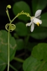 Side view of flower and tendril (North Key Largo, FL)-Mid Winter