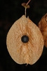 Seed in the fruit (North Key Largo, FL)-Mid Winter