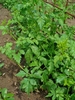 Cardiospermum halicacabum