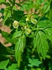Cardiospermum halicacabum