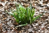 Clump of broad, puckered, lanceolate leaves