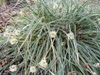Carex conica