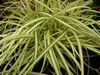 Carex hachijoensis 'Evergold'