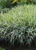 Grassy plant with white margins on the leaves