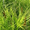 Grassy plant with erect inflorescences of brown spikelets