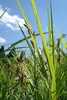Grassy plant with erect inflorescences of brown spikelets