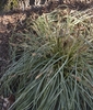 Grassy green leaves with a central white stripe.