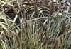 Grassy green leaves with a central white stripe; erect spikes.