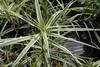 Single stem bearing a rosette of leaves with white margins.