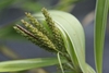 Custer of female spikelets surrounding a single male spikelet.