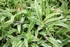 Rosettes of strappy leaves with white margins.