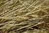 A clump of fine-textured, hair-like foliage; green spikelets.