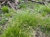 Clumps of fine foliage and spikelets.