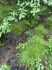 Clumps of fine foliage in a woodland setting.