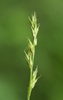 A close up of a narrow sedge inflorescence with green spikelets
