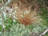 Clump of hair-like foliage among green garden shrubs.